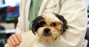 Pets: What Factors Needs To Be Considered At The Time Of Selection? A person holding a dog