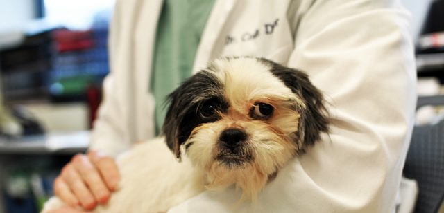 A person holding a dog